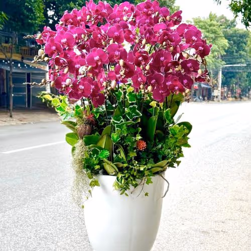 Top 5 Cửa Hàng Lan Hồ Điệp Ea Kar, Đăk Lăk - Đánh Giá Từ Khách Hàng
