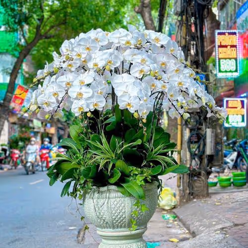 Top 5 Cửa Hàng Lan Hồ Điệp Vĩnh Cửu, Đồng Nai - Đánh Giá Từ Khách Hàng
