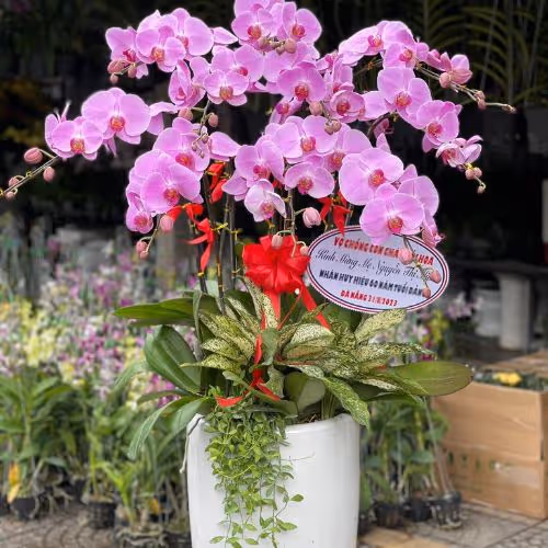 Top 5 Cửa Hàng Lan Hồ Điệp Tân Phú, Đồng Nai - Đánh Giá Từ Khách Hàng