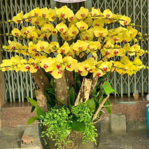 Top 5 Cửa Hàng Lan Hồ Điệp Hồ Trị An, Đồng Nai - Đánh Giá Từ Khách Hàng