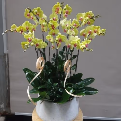 Top 5 Cửa Hàng Lan Hồ Điệp Con Cuông, Nghệ An - Đánh Giá Từ Khách Hàng