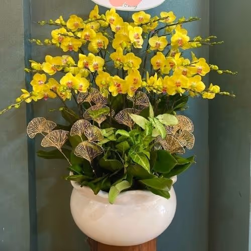 Top 5 Cửa Hàng Lan Hồ Điệp Nam Đàn, Nghệ An - Đánh Giá Từ Khách Hàng