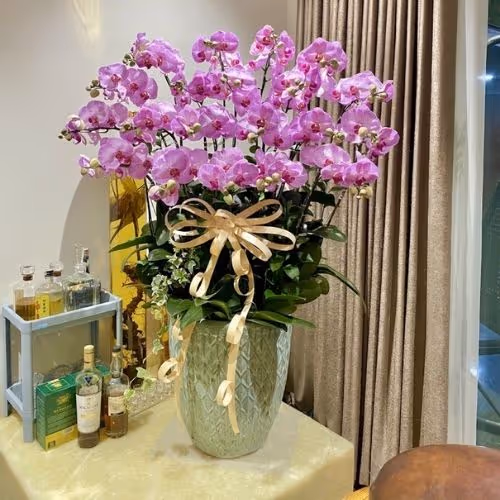 Top 5 Cửa Hàng Lan Hồ Điệp Nghi Lộc, Nghệ An - Đánh Giá Từ Khách Hàng