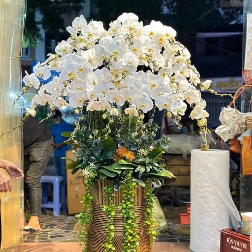 Top 5 Cửa Hàng Lan Hồ Điệp Nghĩa Đàn, Nghệ An - Đánh Giá Từ Khách Hàng