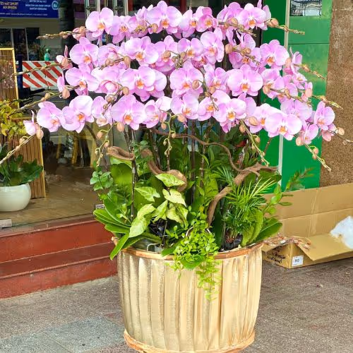Top 5 Cửa Hàng Lan Hồ Điệp Tân Kỳ, Nghệ An - Đánh Giá Từ Khách Hàng