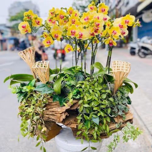 Top 5 Cửa Hàng Lan Hồ Điệp Đình Lập, Lạng Sơn - Đánh Giá Từ Khách Hàng