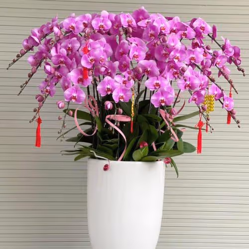 Top 5 Cửa Hàng Lan Hồ Điệp Lộc Bình, Lạng Sơn - Đánh Giá Từ Khách Hàng