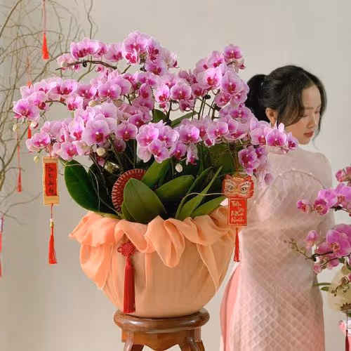 Top 5 Cửa Hàng Lan Hồ Điệp Cư Jút, Đăk Nông - Đánh Giá Từ Khách Hàng