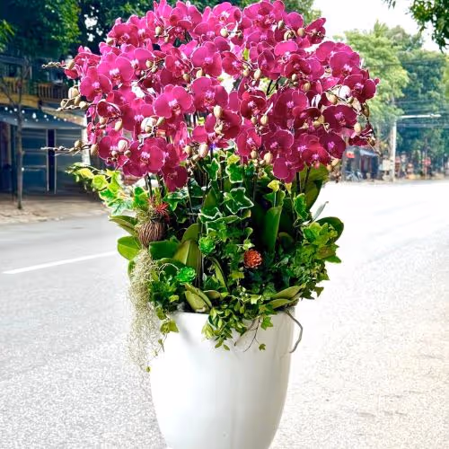 Top 5 Cửa Hàng Lan Hồ Điệp Sa Pa, Lào Cai - Đánh Giá Từ Khách Hàng