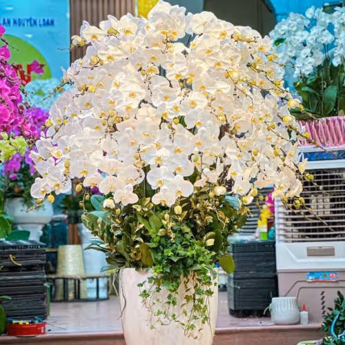 Top 5 Cửa Hàng Lan Hồ Điệp Thủ Thừa, Long An - Đánh Giá Từ Khách Hàng