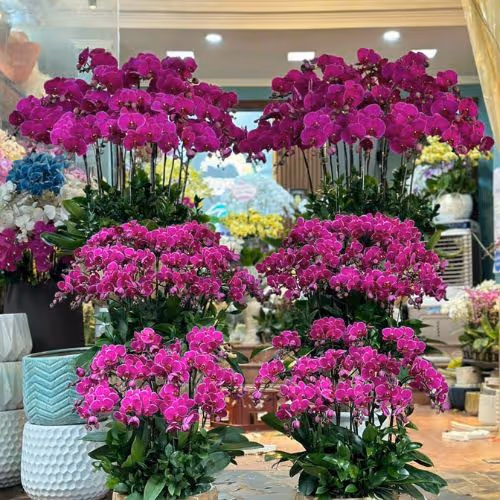 Top 5 Cửa Hàng Lan Hồ Điệp Cần Giuộc, Long An - Đánh Giá Từ Khách Hàng