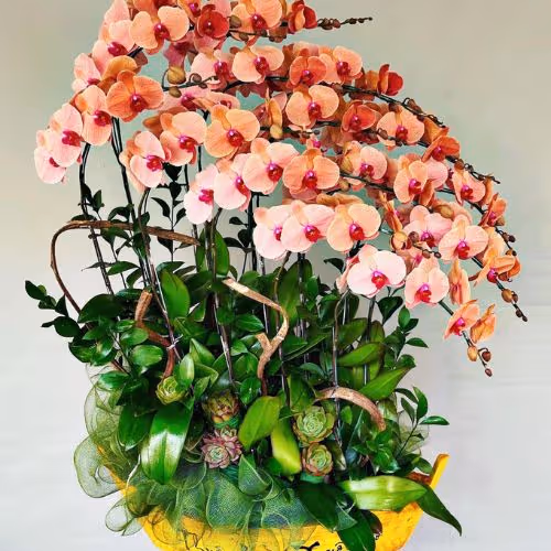 Top 5 Cửa Hàng Lan Hồ Điệp Tân Hồng, Đồng Tháp - Đánh Giá Từ Khách Hàng
