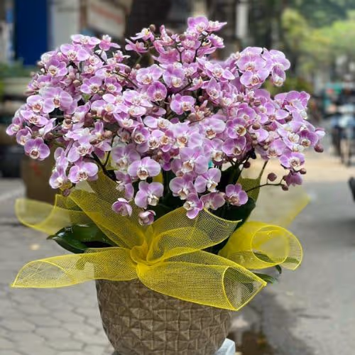 Top 5 Cửa Hàng Lan Hồ Điệp Hồng Ngự, Đồng Tháp - Đánh Giá Từ Khách Hàng