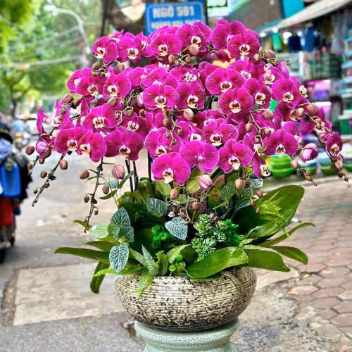 Top 5 Cửa Hàng Lan Hồ Điệp Thanh Bình, Đồng Tháp - Đánh Giá Từ Khách Hàng