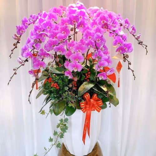 Top 5 Cửa Hàng Lan Hồ Điệp Tháp Mười, Đồng Tháp - Đánh Giá Từ Khách Hàng