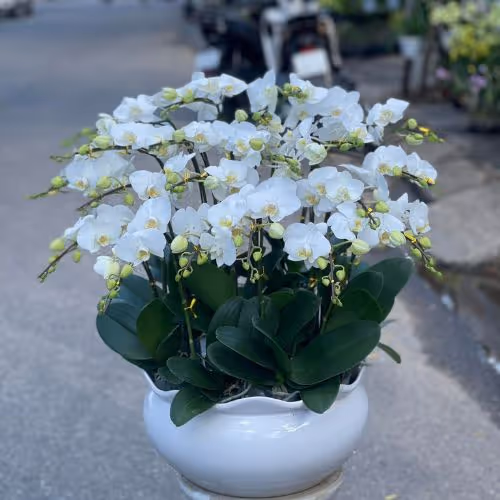 Top 5 Cửa Hàng Lan Hồ Điệp Lai Vung, Đồng Tháp - Đánh Giá Từ Khách Hàng