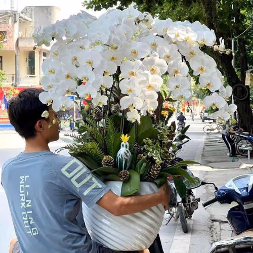 Top 5 Cửa Hàng Lan Hồ Điệp Châu Thành, Đồng Tháp - Đánh Giá Từ Khách Hàng