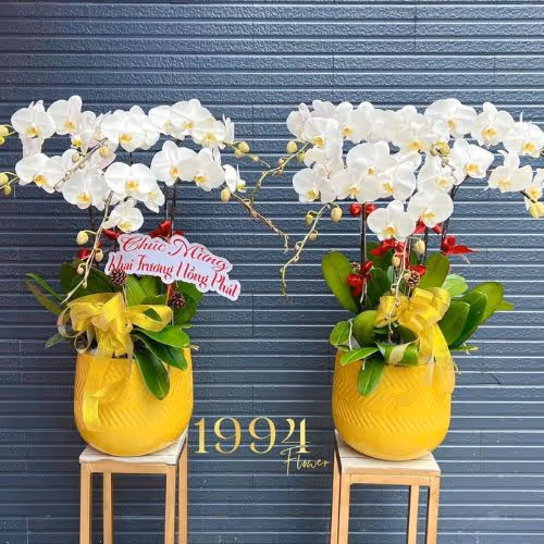 Top 5 Cửa Hàng Lan Hồ Điệp Ý Yên, Nam Định - Đánh Giá Từ Khách Hàng