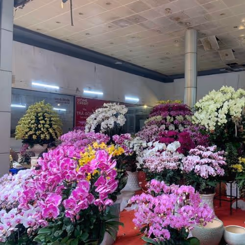 Top 5 Cửa Hàng Lan Hồ Điệp Nghĩa Hưng, Nam Định - Đánh Giá Từ Khách Hàng