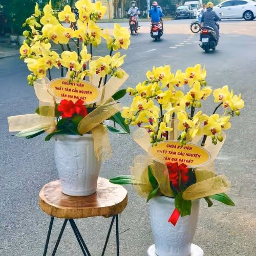 Top 5 Cửa Hàng Lan Hồ Điệp Mỹ Lộc, Nam Định - Đánh Giá Từ Khách Hàng