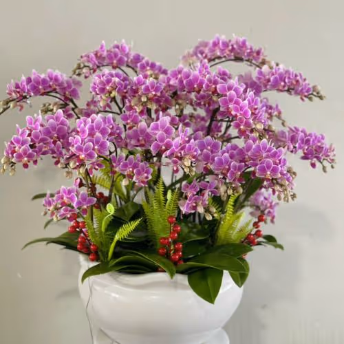 Top 5 Cửa Hàng Lan Hồ Điệp Giao Thuỷ, Nam Định - Đánh Giá Từ Khách Hàng