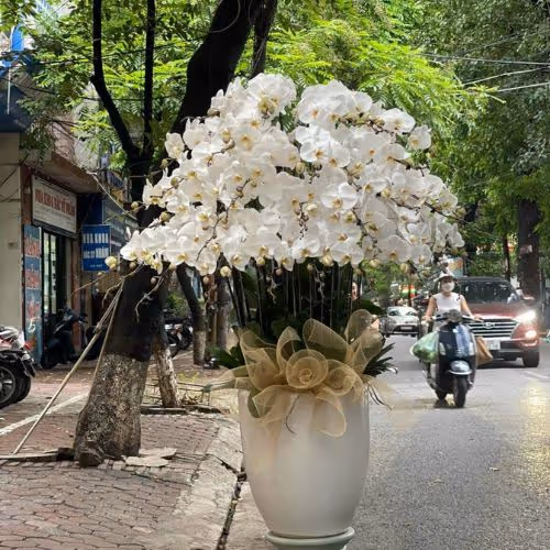 Top 5 Cửa Hàng Lan Hồ Điệp Hải Hậu, Nam Định - Đánh Giá Từ Khách Hàng