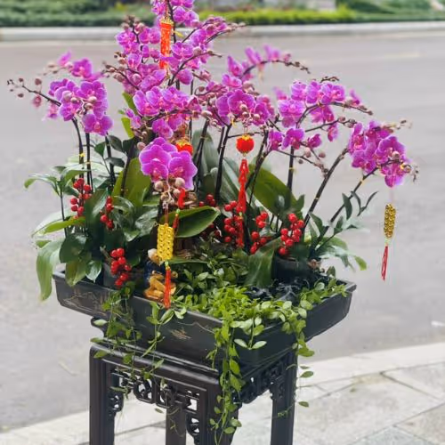 Top 5 Cửa Hàng Lan Hồ Điệp Quản Bạ, Hà Giang - Đánh Giá Từ Khách Hàng