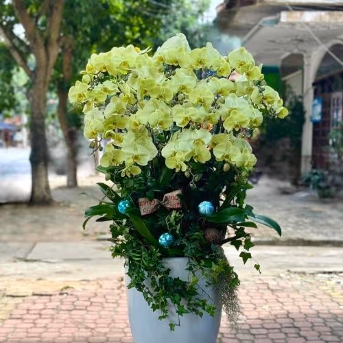 Top 5 Cửa Hàng Lan Hồ Điệp Quang Bình, Hà Giang - Đánh Giá Từ Khách Hàng