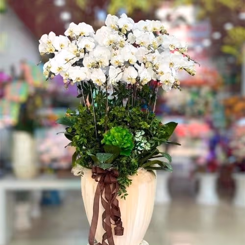 Top 5 Cửa Hàng Lan Hồ Điệp Duy Tiên, Hà Nam - Đánh Giá Từ Khách Hàng