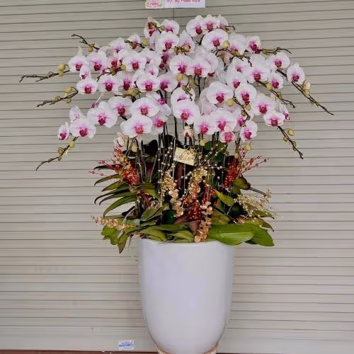 Top 5 Cửa Hàng Lan Hồ Điệp Yên Khánh, Ninh Bình - Đánh Giá Từ Khách Hàng