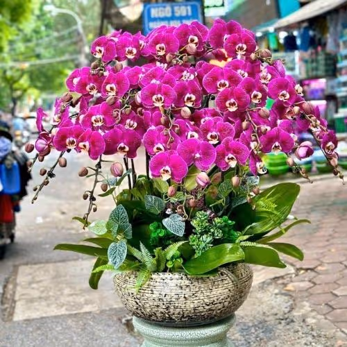 Top 5 Cửa Hàng Lan Hồ Điệp Kim Sơn, Ninh Bình - Đánh Giá Từ Khách Hàng
