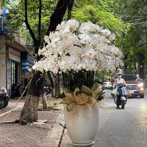 Top 5 Cửa Hàng Lan Hồ Điệp Thuận Bắc, Ninh Thuận - Đánh Giá Từ Khách Hàng
