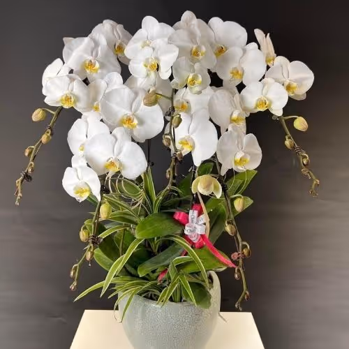 Top 5 Cửa Hàng Lan Hồ Điệp Thuận Nam, Ninh Thuận - Đánh Giá Từ Khách Hàng