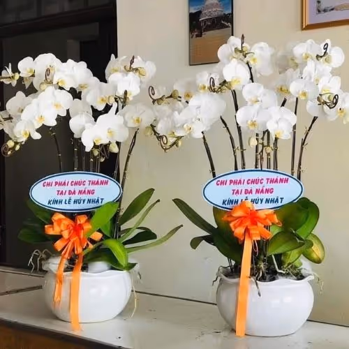 Top 5 Cửa Hàng Lan Hồ Điệp Cẩm Khê, Phú Thọ - Đánh Giá Từ Khách Hàng