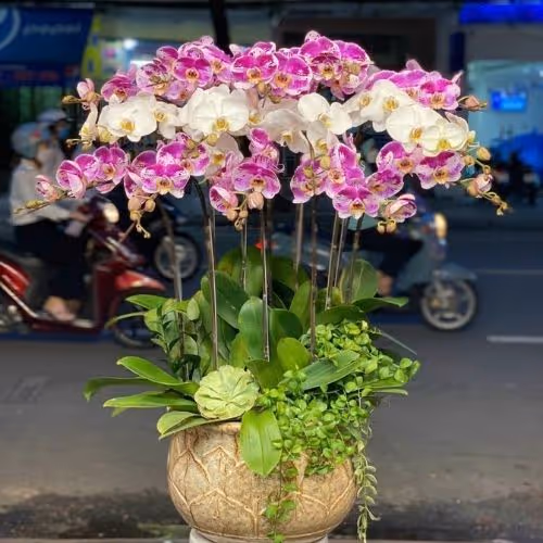 Top 5 Cửa Hàng Lan Hồ Điệp Hạ Hoà, Phú Thọ - Đánh Giá Từ Khách Hàng