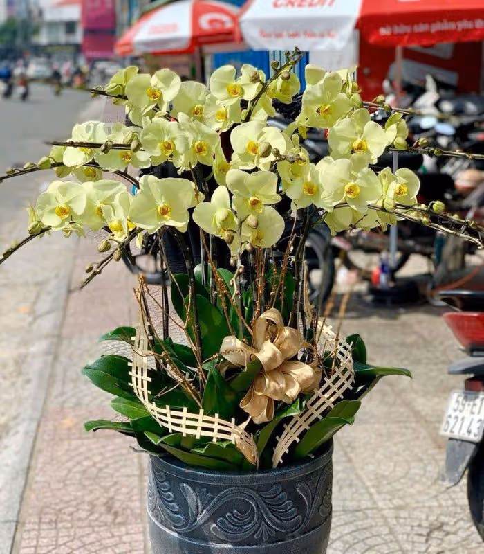 Top 5 Cửa Hàng Lan Hồ Điệp Thị xã An Khê, Gia Lai - Đánh Giá Từ Khách Hàng