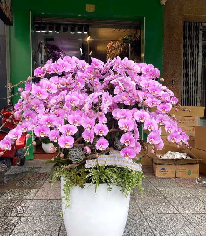 Top 5 Cửa Hàng Lan Hồ Điệp Chư Pưh, Gia Lai - Đánh Giá Từ Khách Hàng