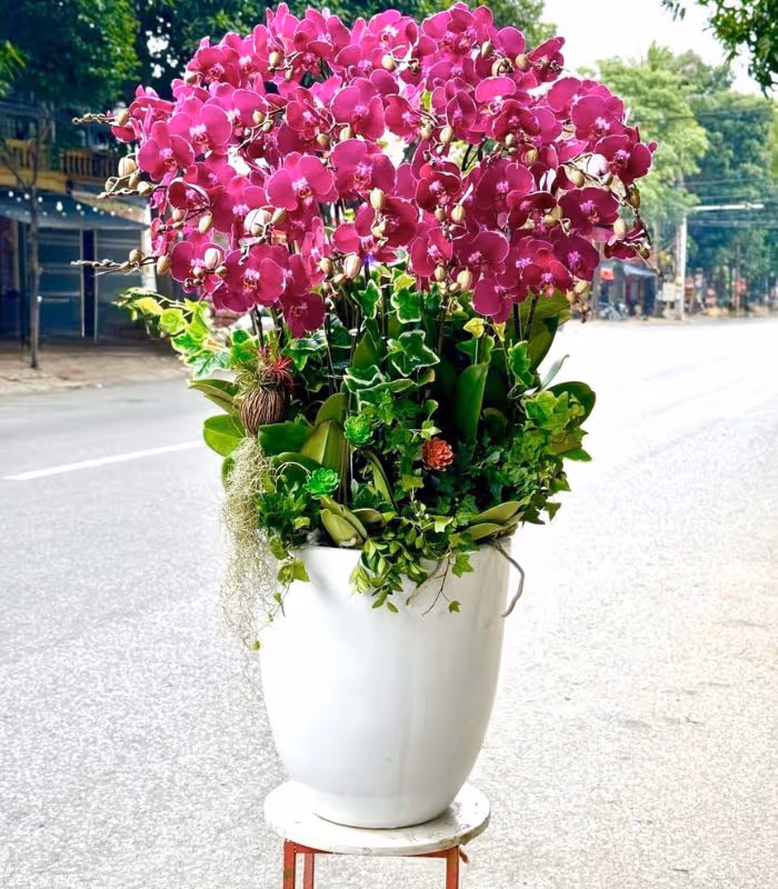 Top 5 Cửa Hàng Lan Hồ Điệp Đắk Đoa, Gia Lai - Đánh Giá Từ Khách Hàng