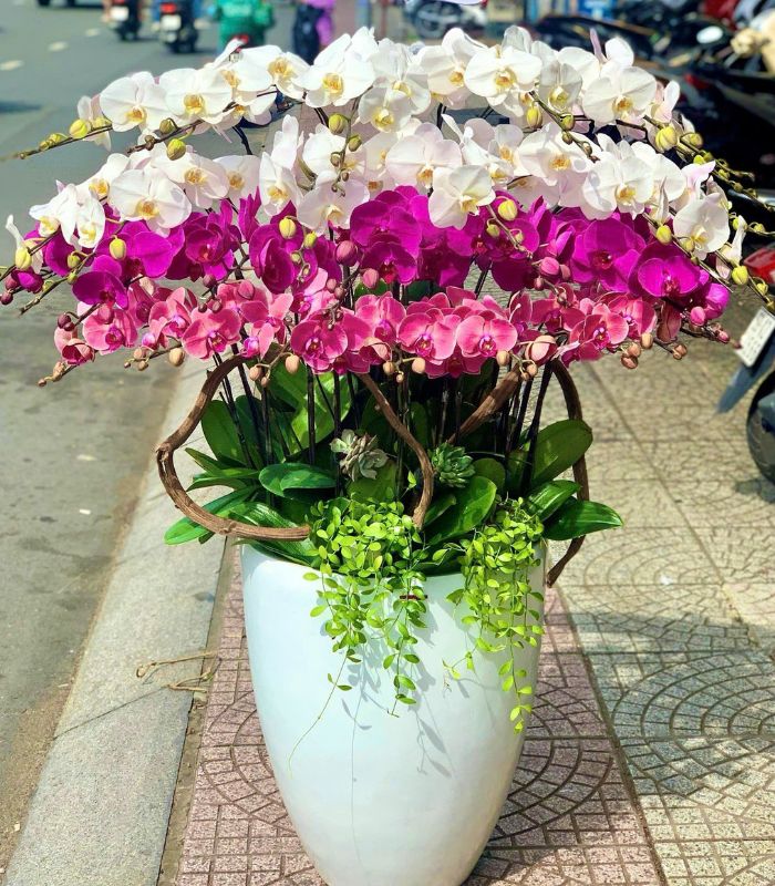 Danh Sách Shop Lan Hồ Điệp Huyện Mai Sơn, Sơn La - Đánh Giá Từ Khách Hàng