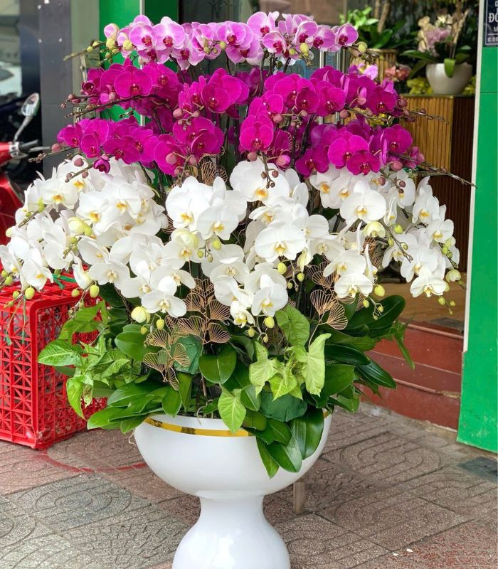 Danh Sách Shop Lan Hồ Điệp Huyện Thuận Châu, Sơn La - Đánh Giá Từ Khách Hàng