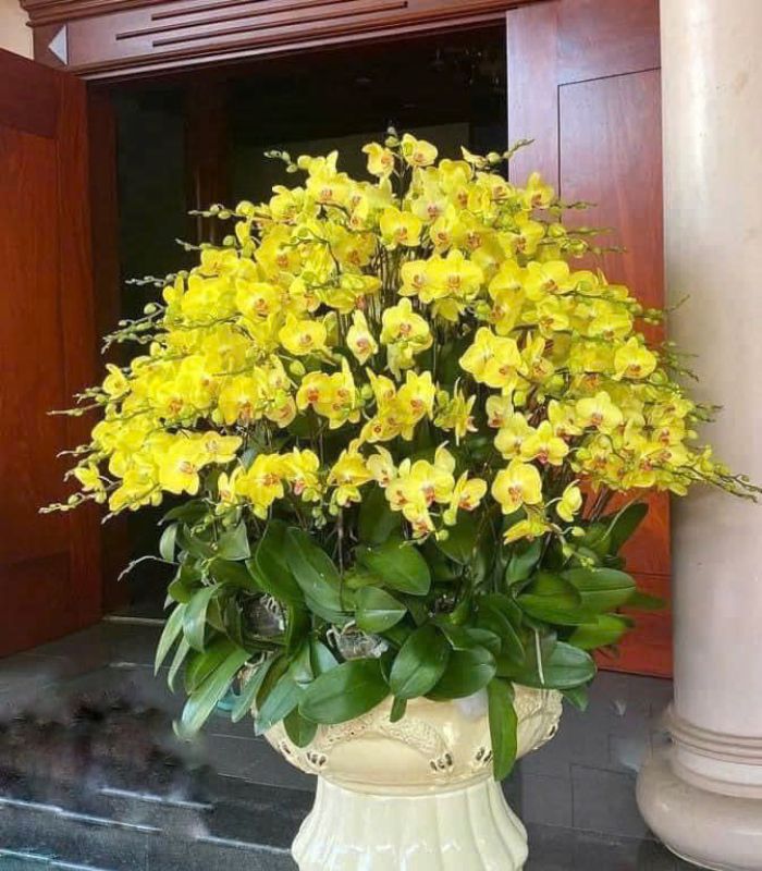 Danh Sách Shop Lan Hồ Điệp Huyện Vân Hồ, Sơn La - Đánh Giá Từ Khách Hàng