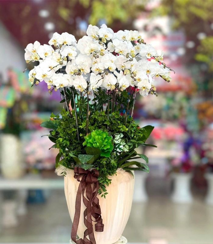 Danh Sách Shop Lan Hồ Điệp Huyện Yên Châu, Sơn La - Đánh Giá Từ Khách Hàng
