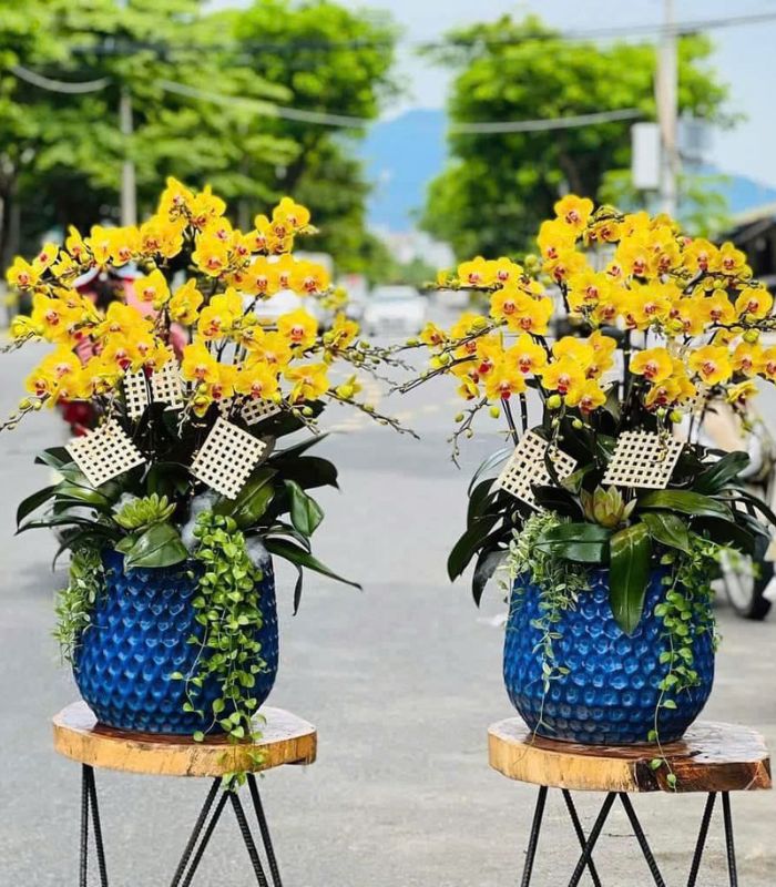 Danh Sách Shop Lan Hồ Điệp Thị xã Hòa Thành, Tây Ninh - Đánh Giá Từ Khách Hàng