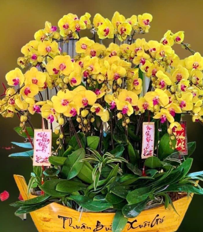 Danh Sách Shop Lan Hồ Điệp Huyện Bến Cầu, Tây Ninh - Đánh Giá Từ Khách Hàng
