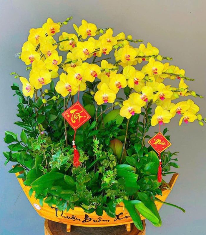 Danh Sách Shop Lan Hồ Điệp Huyện Vũ Thư, Thái Bình - Đánh Giá Từ Khách Hàng
