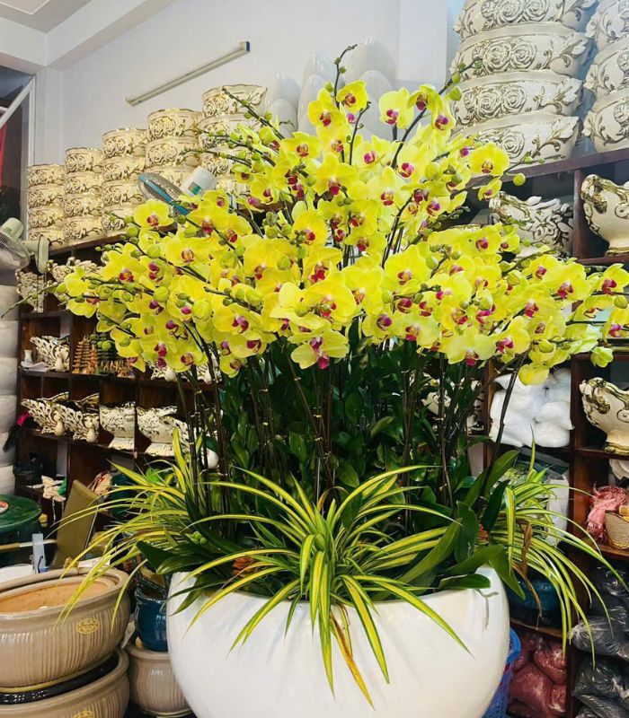 Danh Sách Shop Lan Hồ Điệp Huyện Định Hóa, Thái Nguyên - Đánh Giá Từ Khách Hàng