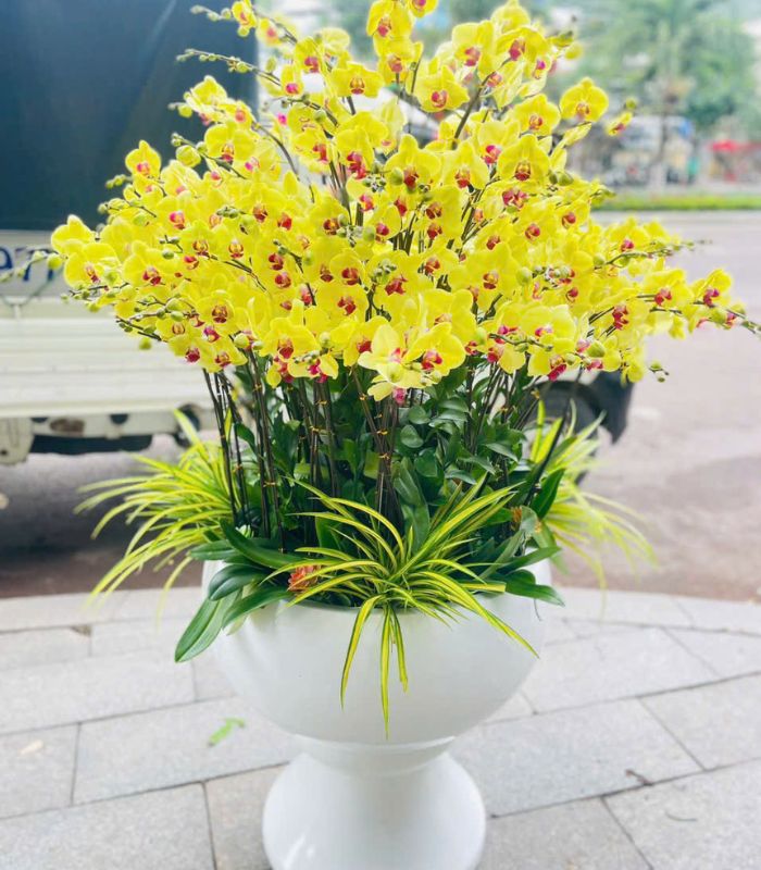 Danh Sách Shop Lan Hồ Điệp Huyện Mường Lát, Thanh Hoá - Đánh Giá Từ Khách Hàng