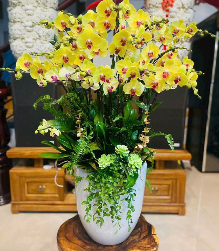 Danh Sách Shop Lan Hồ Điệp Huyện Nga Sơn, Thanh Hoá - Đánh Giá Từ Khách Hàng