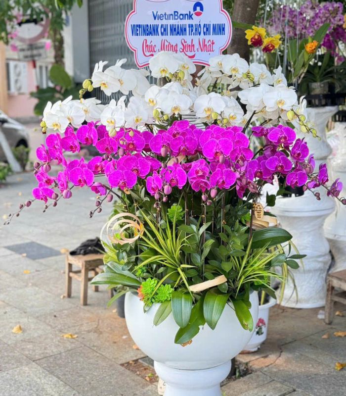 Danh Sách Shop Lan Hồ Điệp Huyện Ngọc Lặc, Thanh Hoá - Đánh Giá Từ Khách Hàng