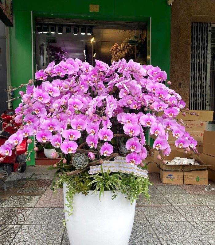 Danh  Sách Shop Lan Hồ Điệp Huyện Quảng Xương, Thanh Hoá - Đánh Giá Từ Khách Hàng